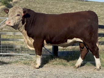 Stud Hereford Bull Aintree Farm  T013 Thunder