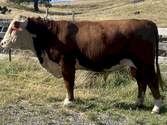 Stud Hereford Bull Aintree Farm T037 Talan