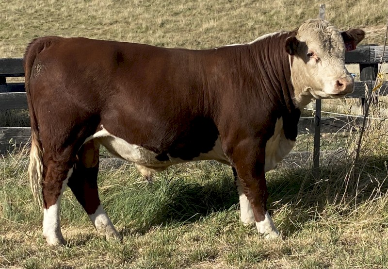 Stud Hereford Bull Aintree Farm AFMT039 Topnotch