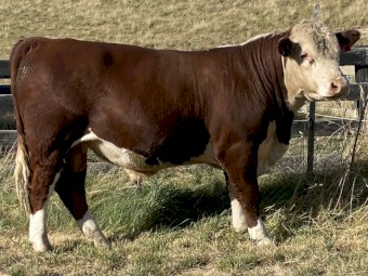 Stud Hereford Bull Aintree Farm AFMT039 Topnotch