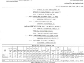 Stud Hereford Bull Aintree Farm AFMT039 Topnotch