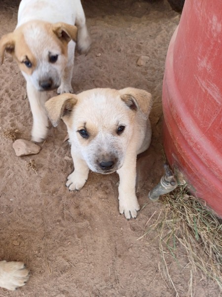 Cattle dog pup's 