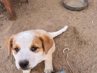 Cattle dog pup's 