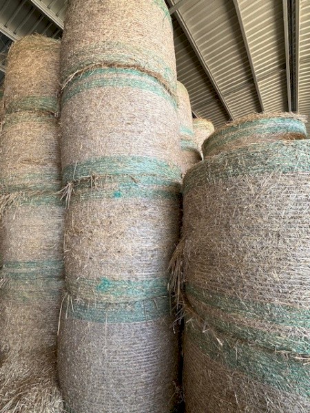 Wheaten Hay