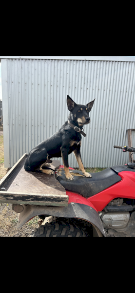 1 yr old male Kelpie 
