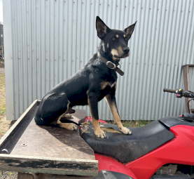 1 yr old male Kelpie 