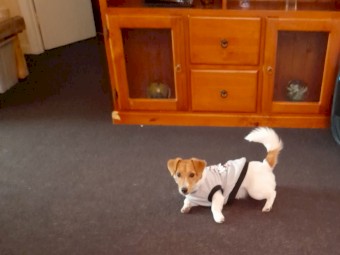 Female JRT X 
