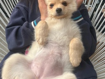 Pom X Chihuahua Puppy