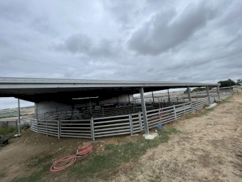 Sheep Yards and Shed
