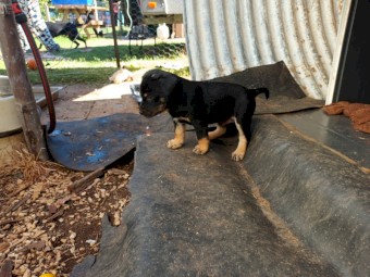 Kelpie pups 