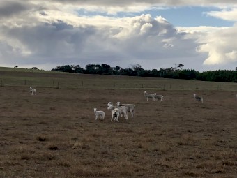 Ultra White Dorper Cross Ewes  x 200