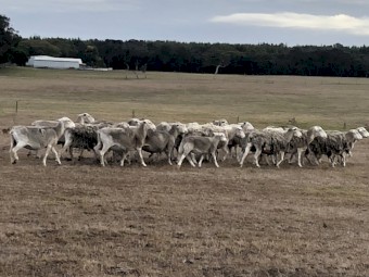 Ultra White Dorper Cross Ewes  x 200