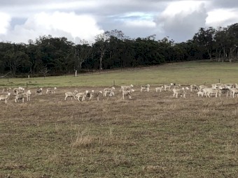 Ultra White Dorper Cross Ewes  x 200