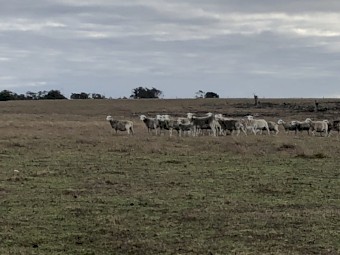 Ultra White Dorper Cross Ewes  x 200