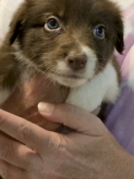 Pure Bred Border Collie Pups for sale.  Ready Now!