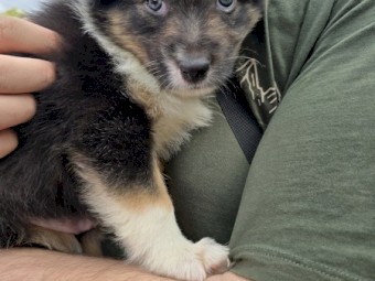 Pure Bred Border Collie Pups for sale.  Ready Now!