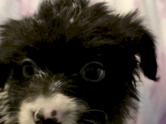 Pure Bred Border Collie Pups for sale.  Ready Now!