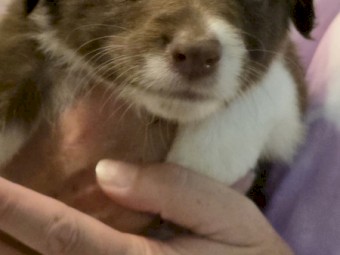 Pure Bred Border Collie Pups for sale.  Ready Now!