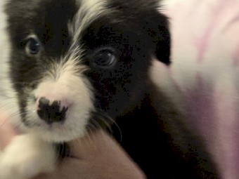 Pure Bred Border Collie Pups for sale.  Ready Now!