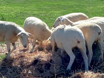 AUSTRALIAN WHITE EWES HOGGETS JOINED to TATTYKEEL RAMS  from AUSTRALIAN WHITE X DORPER EWES x 30