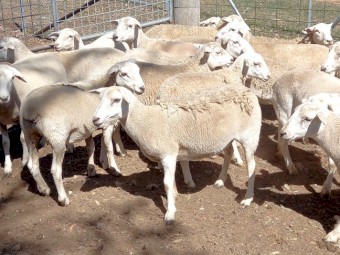 AUSTRALIAN WHITE EWES HOGGETS JOINED to TATTYKEEL RAMS  from AUSTRALIAN WHITE X DORPER EWES x 30