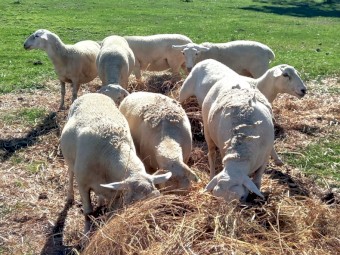 AUSTRALIAN WHITE EWES HOGGETS JOINED to TATTYKEEL RAMS  from AUSTRALIAN WHITE X DORPER EWES x 30