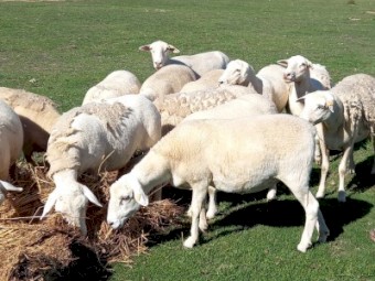 AUSTRALIAN WHITE EWES HOGGETS JOINED to TATTYKEEL RAMS  from AUSTRALIAN WHITE X DORPER EWES x 30