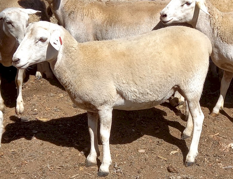 AUSTRALIAN WHITE EWE LAMBS TATTYKEEL x RED HILLS STUD RAM YOUNG AUSTRALIAN WHITES EWE LAMBS