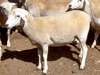 AUSTRALIAN WHITE EWE LAMBS TATTYKEEL x RED HILLS STUD RAM YOUNG AUSTRALIAN WHITES EWE LAMBS