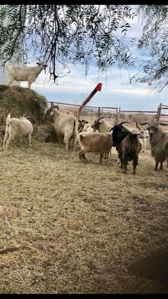 40 Mixed Goats