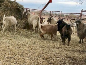 40 Mixed Goats