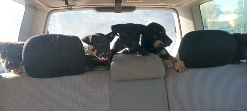 Excellent working blood Kelpie pups