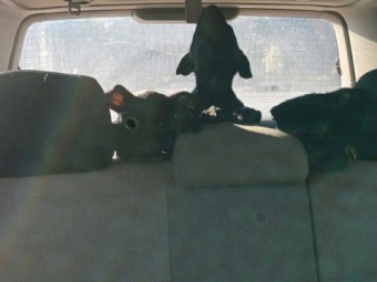 Excellent working blood Kelpie pups