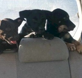 Excellent working blood Kelpie pups