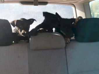 Excellent working blood Kelpie pups