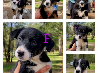 Border Collie Pups 