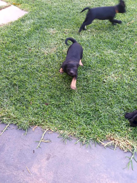 Kelpie pups 