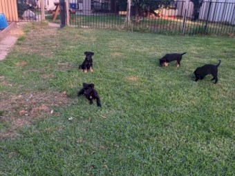 Kelpie pups 