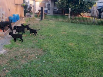 Kelpie pups 