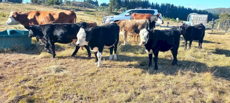 9 mixed calves for sale