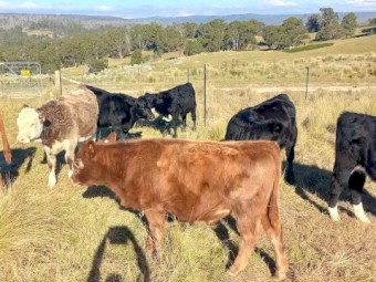 9 mixed calves for sale