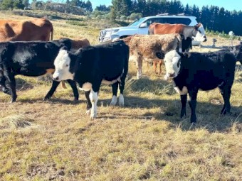 9 mixed calves for sale