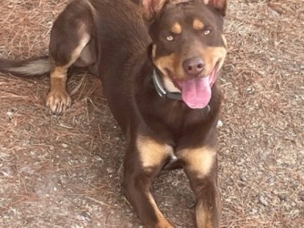Smart Red Kelpie Male