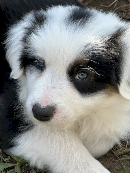 Beautiful pedigree border collie pups