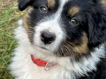 Beautiful pedigree border collie pups