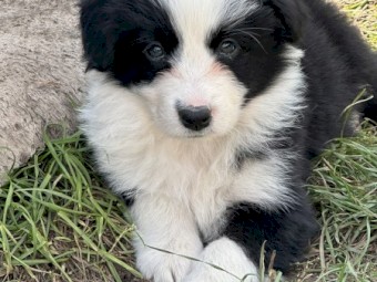 Beautiful pedigree border collie pups