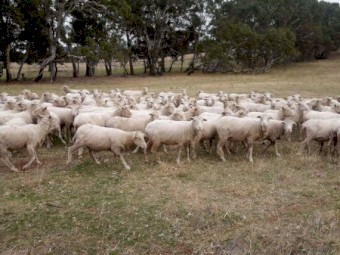 195 Merino Ewes, 4.8yr, Classed in Breeders, SIL 200%