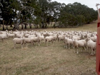 195 Merino Ewes, 4.8yr, Classed in Breeders, SIL 200%