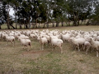 195 Merino Ewes, 4.8yr, Classed in Breeders, SIL 200%