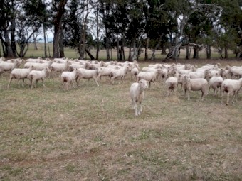 195 Merino Ewes, 4.8yr, Classed in Breeders, SIL 200%